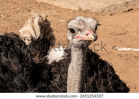A beautiful picture of an ostrich, showing its face, feathers, and the dirt ground behind it
