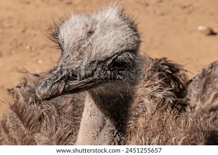 A beautiful picture of an ostrich, showing its face, feathers, and the dirt ground behind it