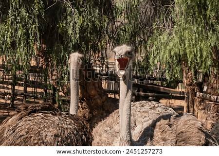 Picture of two ostriches, one looking forward and screaming, the other looking back