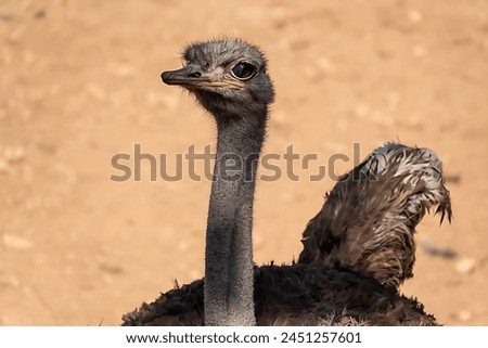 A beautiful picture of an ostrich showing the upper half of its body and a yellow sandy ground behind it