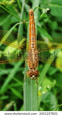 Sympetrum darwinianum is a species of Odonata in the family skimmers is on the leaf. Royalty-Free Stock Photo #2451257831