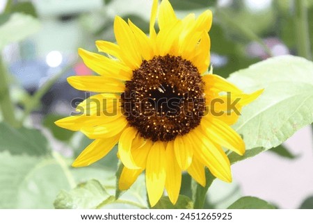 a sunflower, in a park during the day, in the city of Bandung, Indonesia