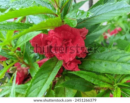 water henna flowers has red color looking fresh because they were wet from the rain this afternoon