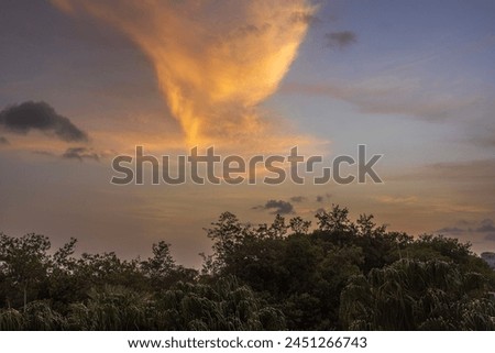 Beautiful view of the cloudy sky during sunset, casting its golden hues over tropical trees. USA.