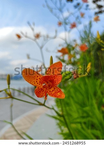Belamcanda chinensis, Brojo latitude, Jamaka flowers are blooming. Royalty-Free Stock Photo #2451268955