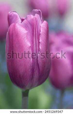 Close-up of a pink tulip flower that is still half closed. In the background, other tulips in pastel shades. The picture is in portrait format.