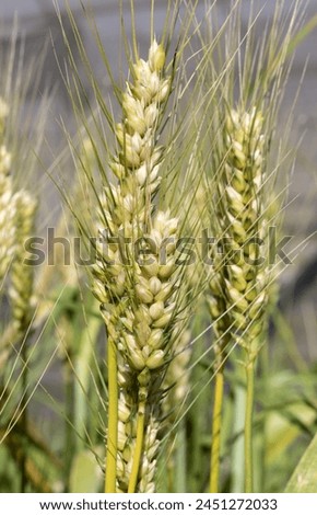 Senatore Cappelli is a famous durum wheat cultivar created in Italy at the beginning of the twentieth century Royalty-Free Stock Photo #2451272033