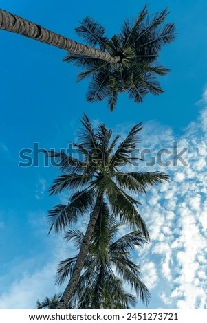 Coconut trees with blue sky and white clouds in the background