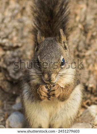 Cute hungry little squirrel eating