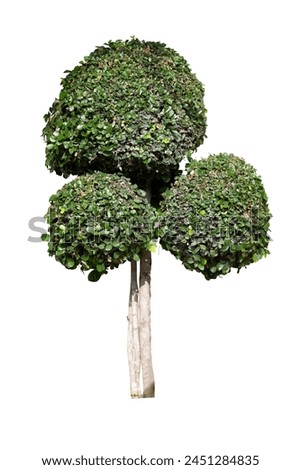 Ficus microcarpa, Green Island, Wax Fig, Panda Ficus or Dollar Ficus growing with sunlight in the garden isolated on white background included clipping path.