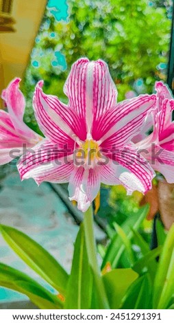 Amarilys are popular ornamental plants.This plant has various color.Puspa patuk is usually found in the yard or planted in pots.The Greeks called this flower Amarullis which means "splendor"or "smark"