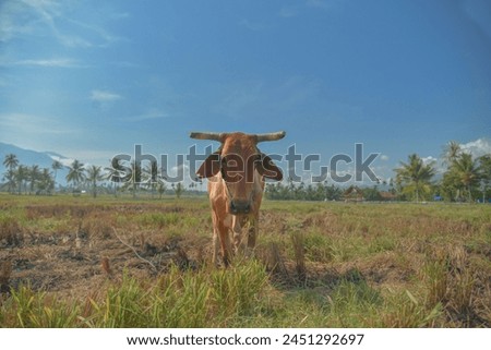 photo of red cow in the field