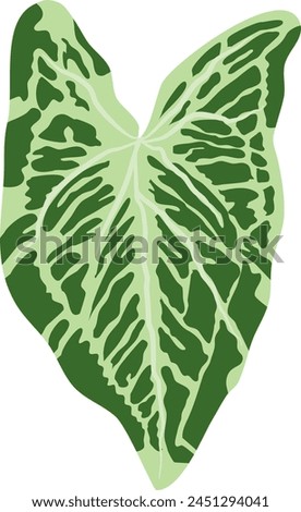 leaf syngonyum plant vector file