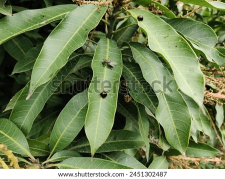 Drasophila and beetles on leaves of mango tree 