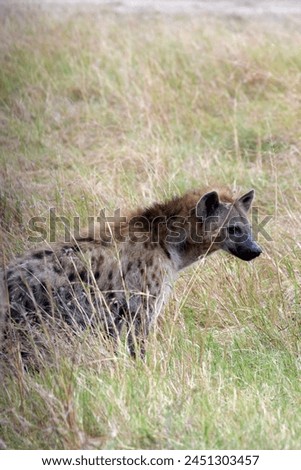 Hyenas at a national park in Kenya