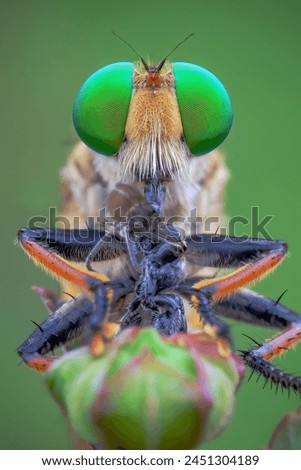 close up robber fly with prey Royalty-Free Stock Photo #2451304189