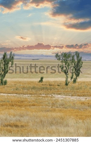 prairie, plain, desert. Witness the mesmerizing dance of flowers as the sun bids farewell to the desert Nature Unleashed