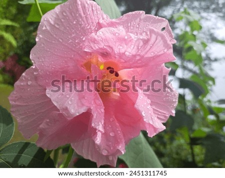 Waru porcupine (Hibiscus mutabilis) is an Indonesian plant that has many uses, apart from being an ornamental plant, it has previously been used as a fiber producing plant and as a medicinal plant