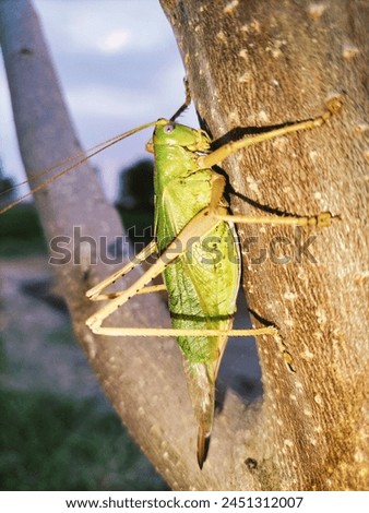 Grasshopper on woody stem | Schistocerca Americana