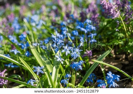 A spring meadow of flowers. Blue snowdrops and purple crested blossomed in the spring forest. Bright sunlight illuminates the clearing. A light breeze stirs the flowers The concept of awakening spring Royalty-Free Stock Photo #2451312879