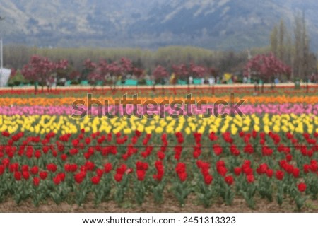 Tulip garden kashmir landscape for background editing