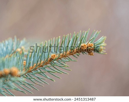 Closeup of fir branches with young buds. Spring nature concept. Fresh spruce branch in spring forest. Fir branches with fresh shoots