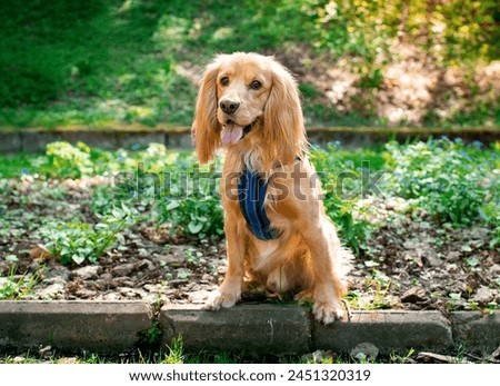 A red cocker spaniel dog is sitting on the background of the park. The dog has a blue leash. He shows his tongue. Portrait. Hunter. The photo is blurred and horizontal.