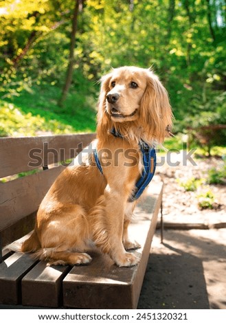 A red cocker spaniel dog is sitting on a park bench. The dog has a blue leash. He turned his head to the side. Portrait. Hunter. The photo is blurred and horizontal.