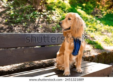 A red cocker spaniel dog is sitting on a park bench. The dog has a leash. He turned his head to the side. Dog training. Portrait. Hunter. The photo is blurred and horizontal.
