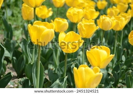 A picture of a stunning golden yellow tulip.