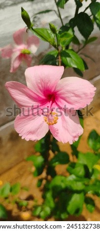 Hibiscus leaves It's a reliable bloomer, flowering from spring to fall, with flower color ranging from pink to salmon depending on the temperatures and light the plant receives.