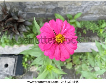 Pink Zinnia elegans blooms beautifully during the day Royalty-Free Stock Photo #2451334545