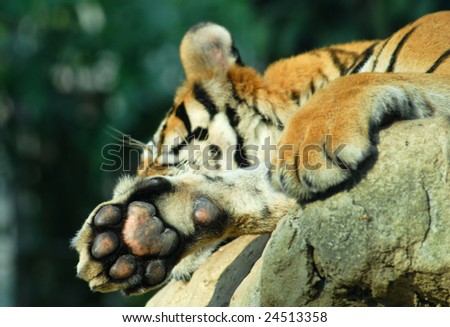 picture of a tiger with focus on the paw