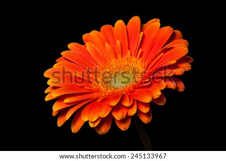 Gerbera, daisy, beautiful orange flower on black background. Wallpaper for desktop, image for greeting cards