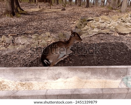 A young deer lies in the forest near a stone fence and rests. The topic of keeping animals in close to natural conditions.