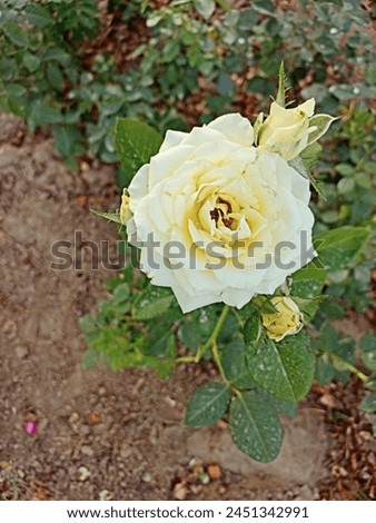The classic rose comes in all types and colors, with each one carrying a different meaning; the white variety stands as the ultimate symbol of purity and innocence.