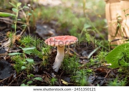Cheeseberry mushrooms in the forest in the sunlight.