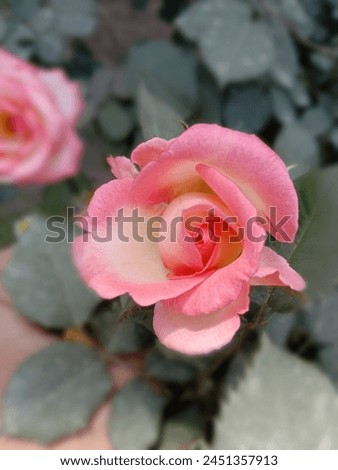 Close-up picture of a blossomed pink rose.