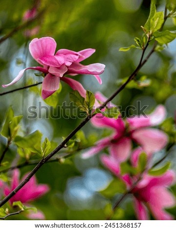 Magnolia flower in the park on a blurred green background close-up.