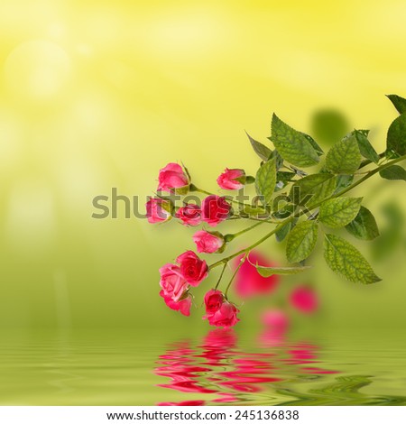 Floral background: roses isolated over green backdrop along with reflections in wavy water surface. Copy space