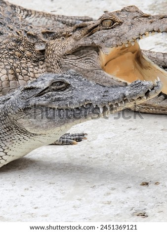 a photography of two crocodiles laying on the ground with their mouths open.
