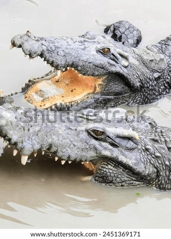 a photography of two alligators in the water with their mouths open.