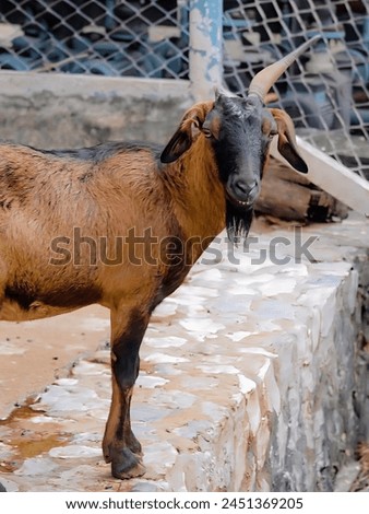 a photography of a goat standing on a stone wall next to a fence.