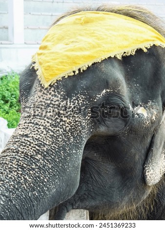 a photography of an elephant with a yellow hat on its head.