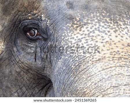 a photography of an elephant with a very large eye and a very long trunk.