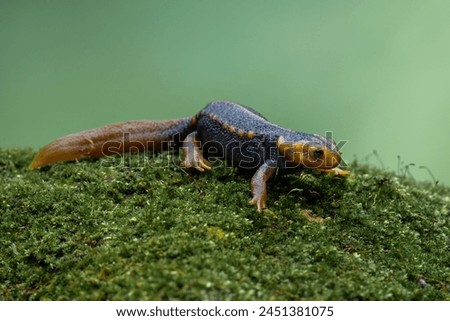 Himalayan Newt or Crocodile Newt (Tylototriton verrucosus) is a species of newt found in Southeast Asia.