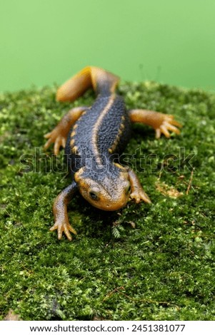 Crocodile Newt (Tylototriton verrucosus) is a species of newt found in Southeast Asia.