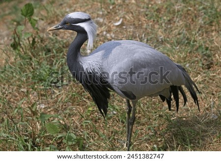 Full-length photo of a demoiselle crane against the background of autumn grass. Profile view. Royalty-Free Stock Photo #2451382747