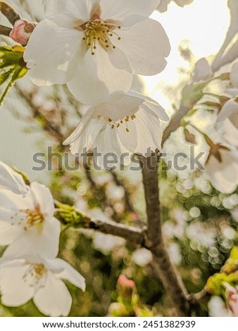 Cherry blossom, white Cherry blossom, spring,flower,flowering,image, flower image