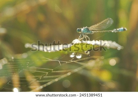 
picture of dragonflies and morning dew